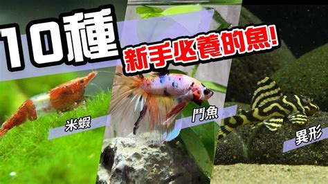 養魚的種類|10種激推!給新手的魚~養這些!讓你告別養魚殺手~【憩魚水族】